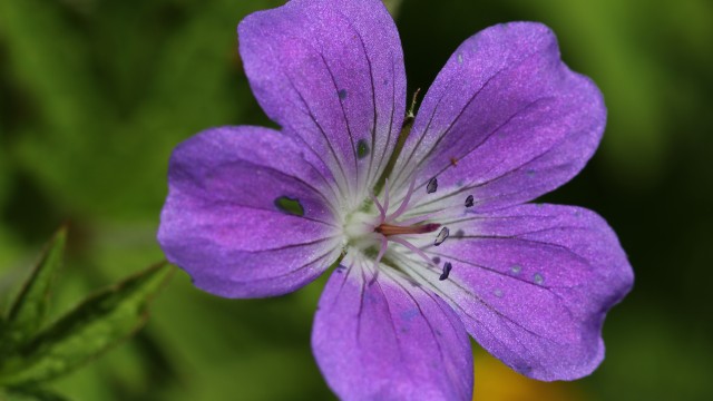 Midsommarblomster