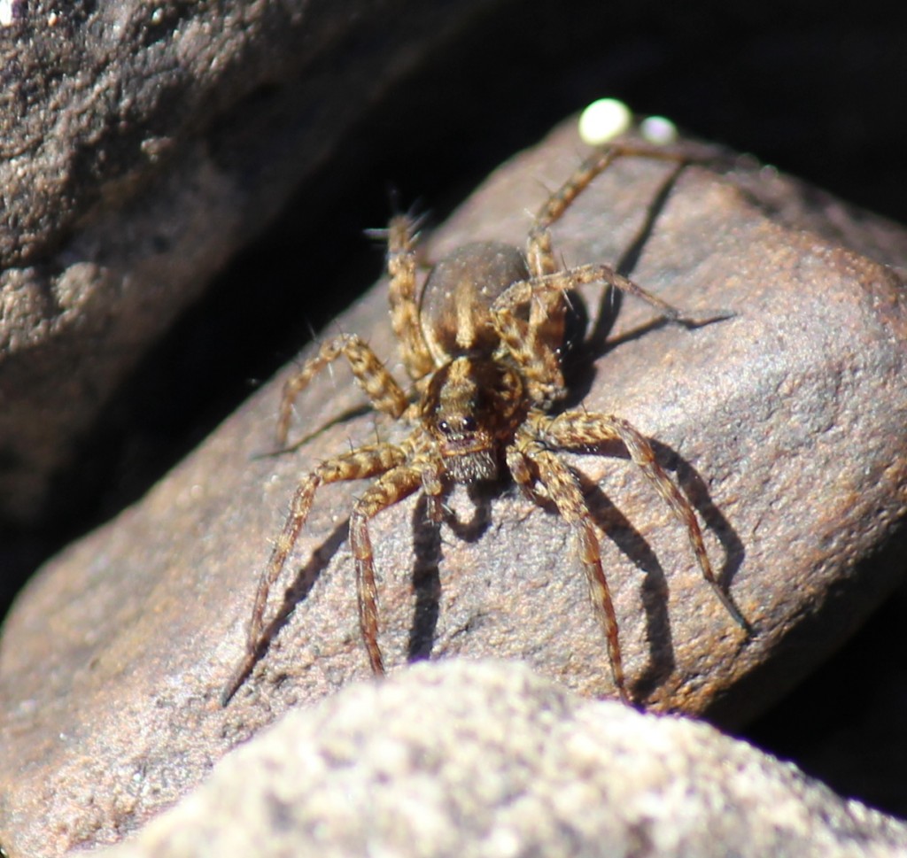 Pardosa lugubris ev