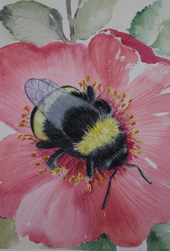 Humla i blomma