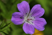 Midsommarblomster