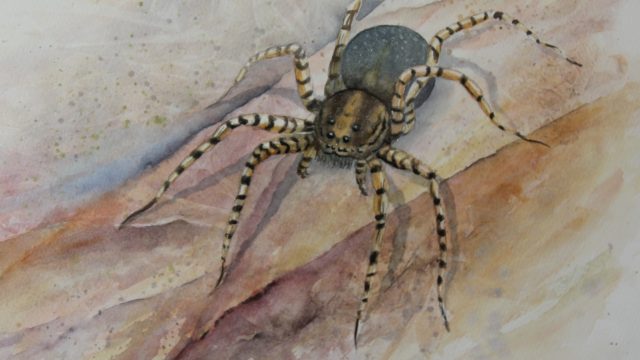 Spindel